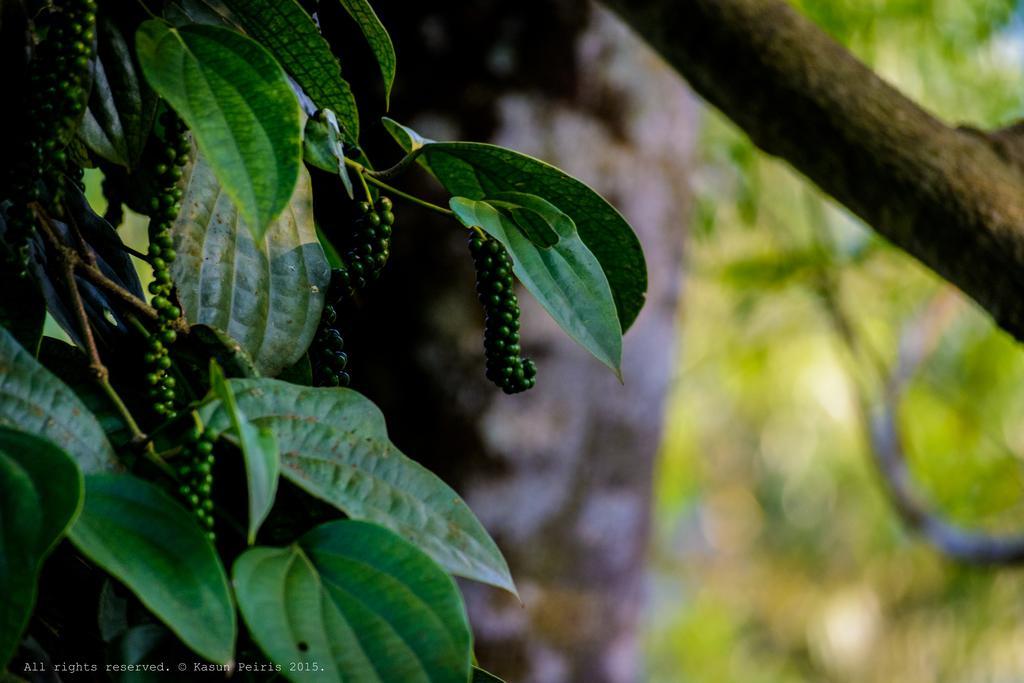 Tea Cottage Resort & Spa Nawalapitiya Bagian luar foto